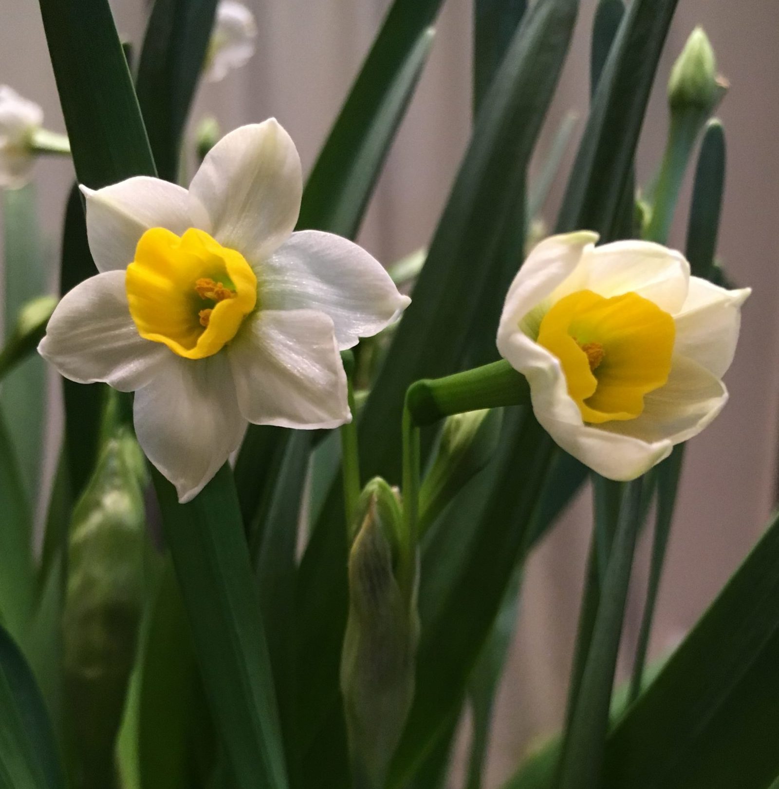 Sacred Lily, aka Narcissus tazetta