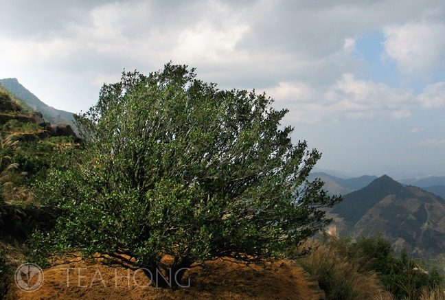 Old tea tree in Fenghuang
