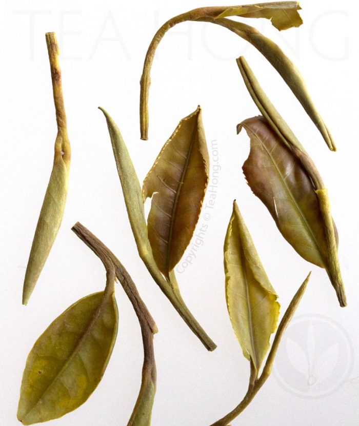 Infused leaves of Mini Peony shows the gentle oxidation on the tender young leaves