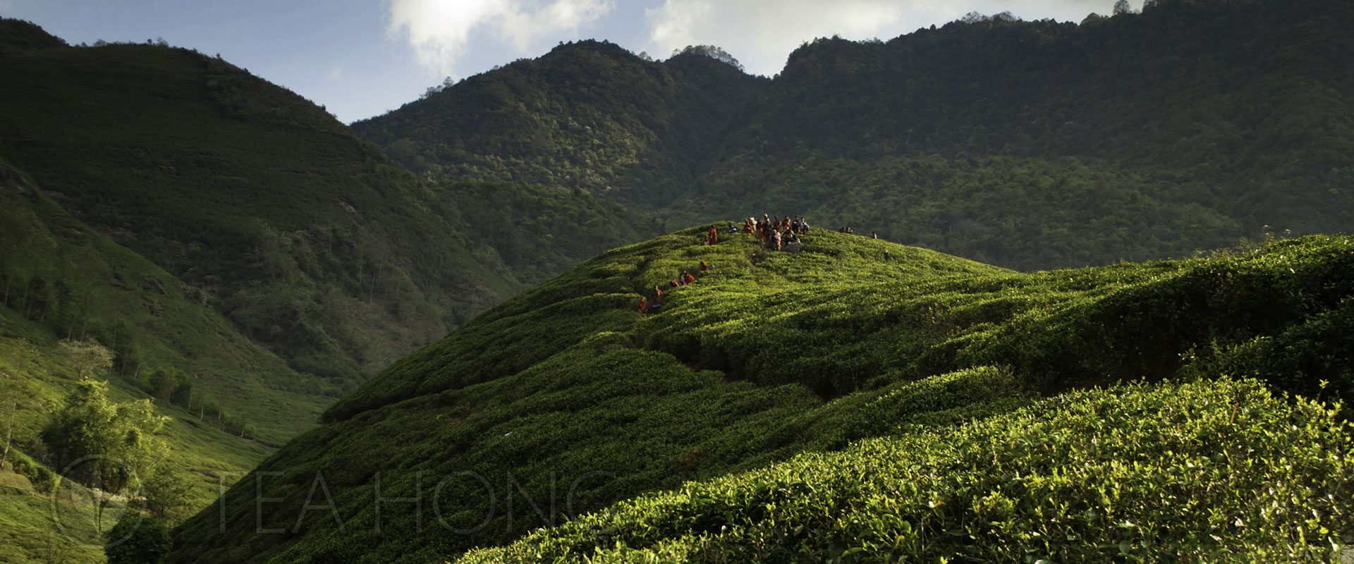 Tea Regions of TeaHomg.com: Nepal / Himalayas