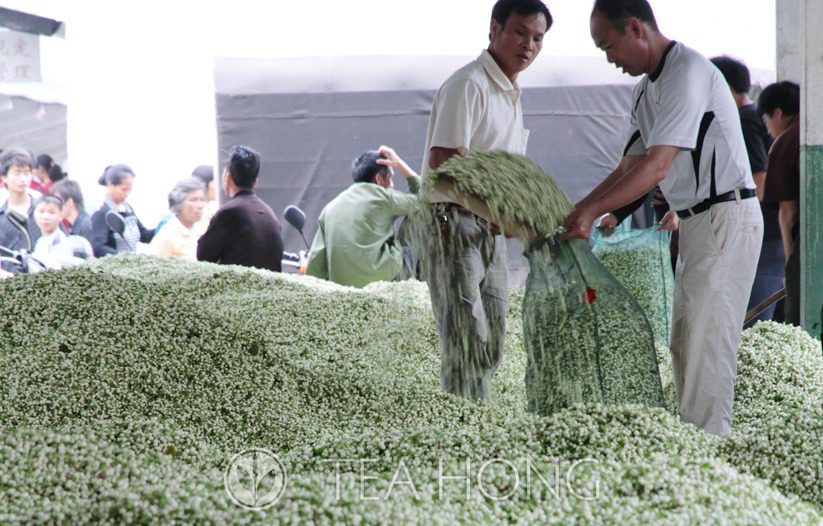 Jasmine flower buds being traded in the wholesale market for scenters