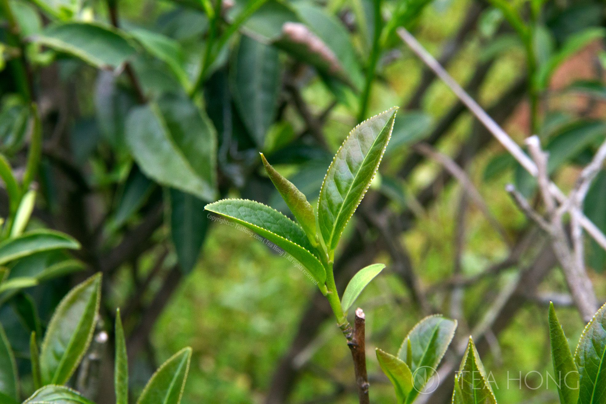 Young leaf shoot of the tea plant
