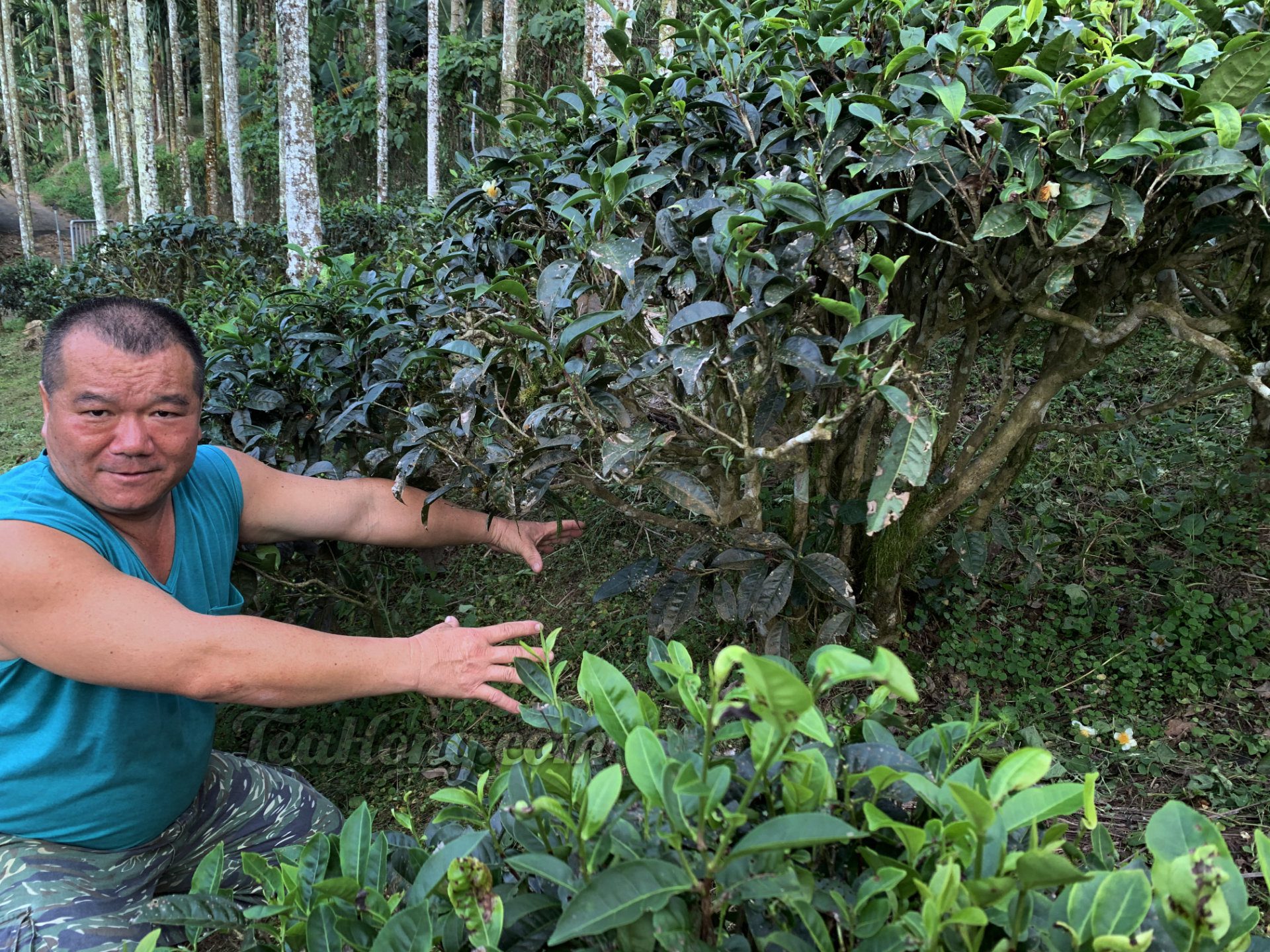 Master Li talks about ant problem in his wild Red Jade tea field